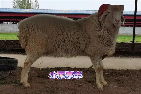 3、92羊女94狗男婚配:91羊女和94狗男相配嗎？