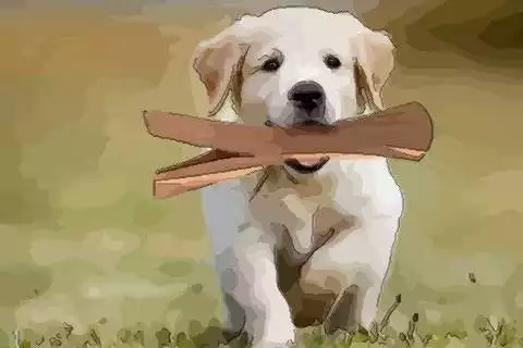 狗和年屬合作：年的鼠和狗在一起能發財嗎
