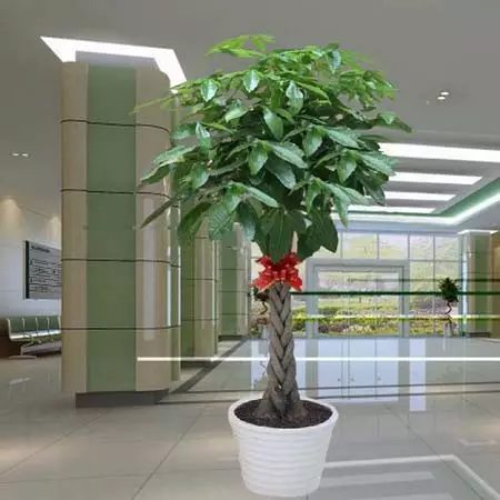 3、店鋪門前放什麼植物招財:店門口內可以擺些什麼植物招財？
