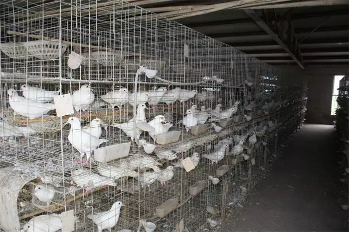 1、養鴿子的禁忌:鴿子湯禁忌