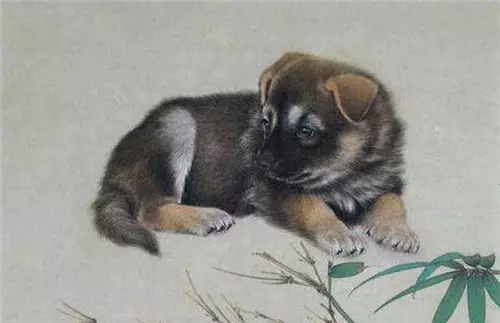 年屬狗犯二婚：年屬狗人的命運