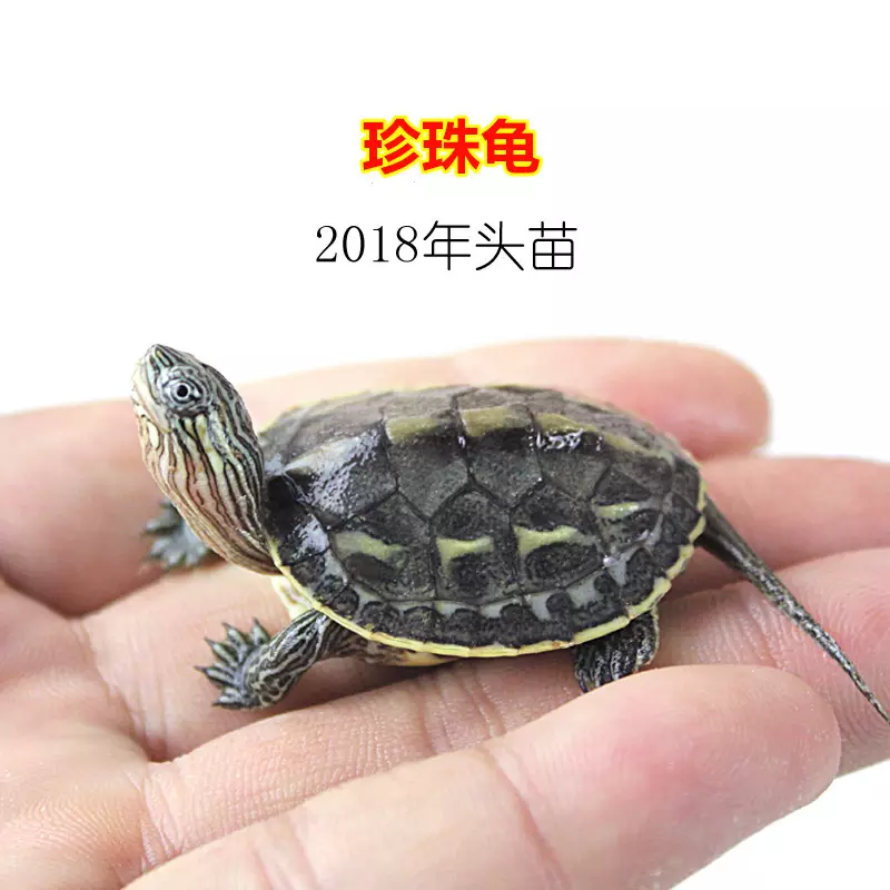 花龜和草龜哪個有靈性：草龜和花龜會換殼嗎？