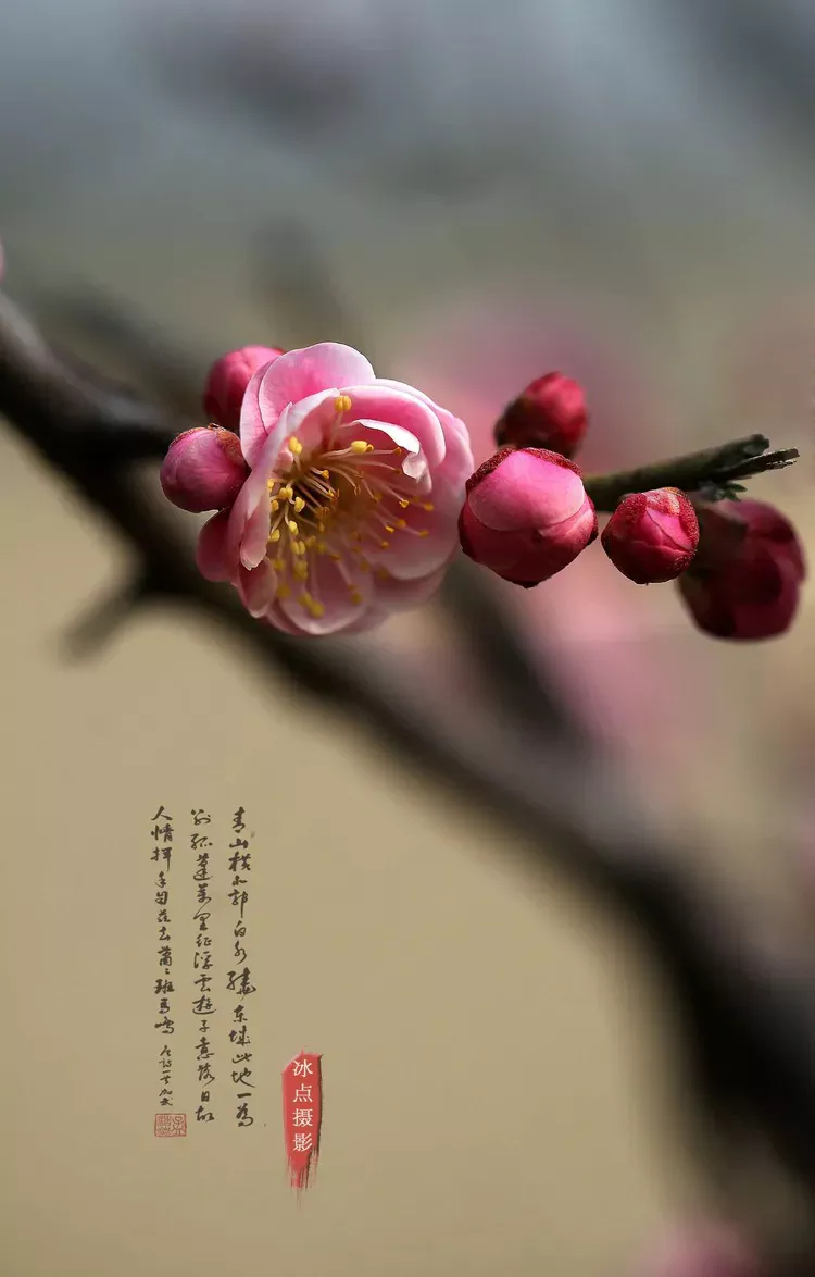 辛丑年庚寅月乙未日五行屬相：辛丑年五行屬什麼