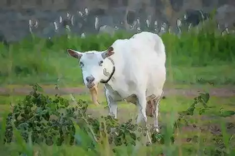 今年什麼屬相的性命最好：屬什麼生肖的性命欠好？