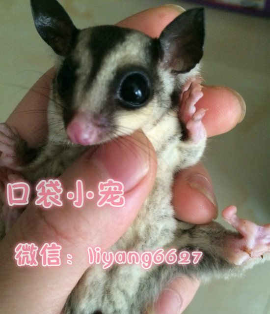 3、為什麼現在已結婚的男士都喜歡找小蜜，而且找的小蜜基本看上去都沒有老婆漂亮！