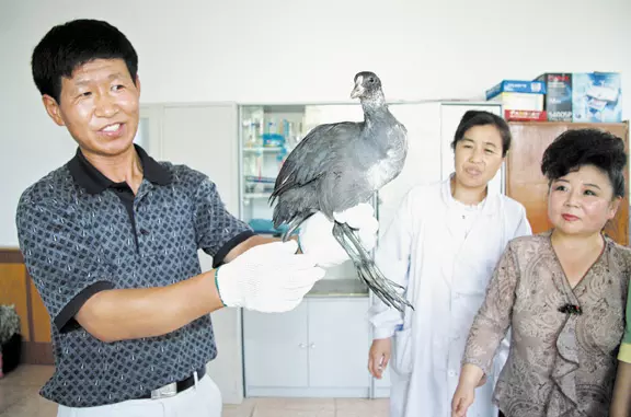 雞窩裡打拳是什麼屬相：雞窩裡打拳小架式是什麼生肖