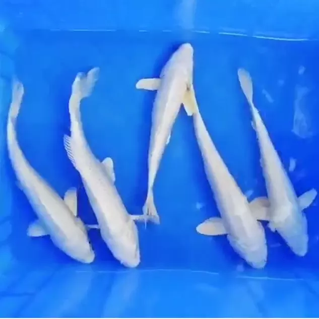 4、招財魚圖片壁紙:什麼魚當桌面背景招財