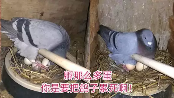 8、喜歡養鴿子的人是什麼樣的:相親對象喜歡養鴿子他是什麼樣的人？