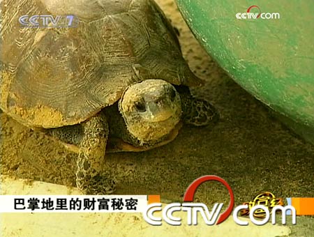 夢到死的烏龜又活過來了好嗎：做夢夢到我養過的烏龜死了又活過來去了我家