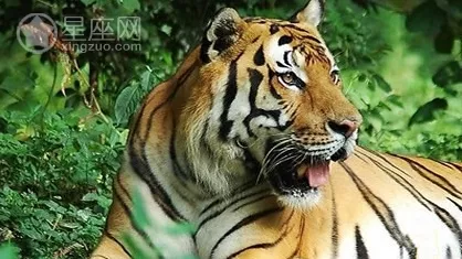 夫妻雙方都屬虎相剋嗎：一家四口兩虎兩兔好還是一兔三虎好？