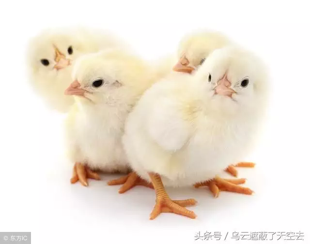 年屬雞的女人是什麼命：年屬雞的女性今年感情上好嗎
