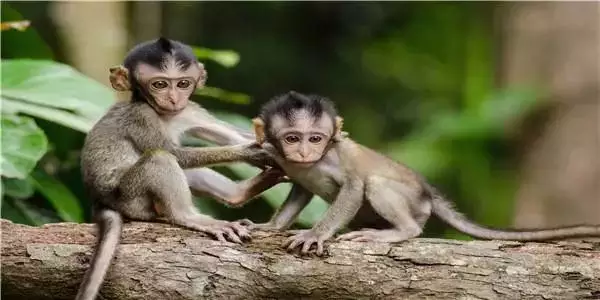 4、女馬男猴婚配可以配嗎:列位叨教，馬女男猴在一起合適嗎？