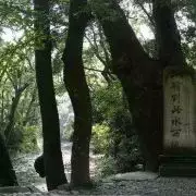 8、農家後院七棵樹是什麼生肖:十二生肖裏面什麼動物是農家後院六綠樹是什麼動物