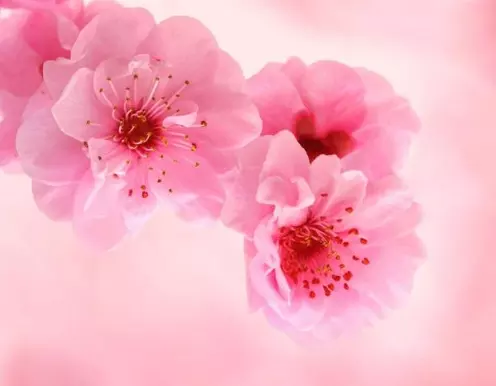 犯桃花的男子屬相月份：哪些屬相十一月份犯桃花