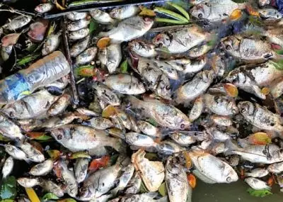 夢見好多死魚又活過來了：周公解夢夢見死魚又活了