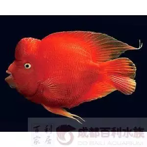 1、深海招財魚圖片:看看這個招財魚怎麼回事啊？