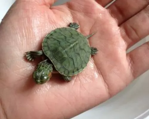 巴西龜肺炎臨死前癥狀：烏龜死前徵兆