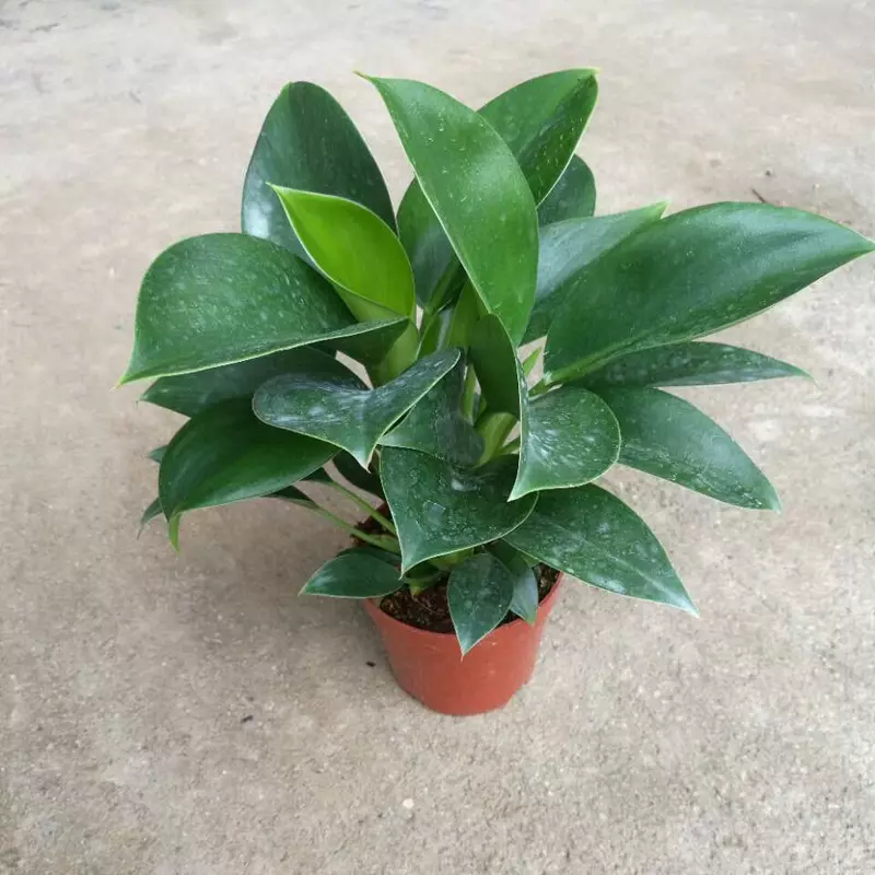 2、客廳適合養什麼植物:客廳里適合養什麼大點植物
