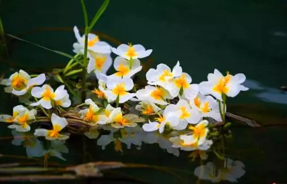 1、說女人水性楊花什麼意思:水性楊花的女人為啥會有好多的人喜歡她