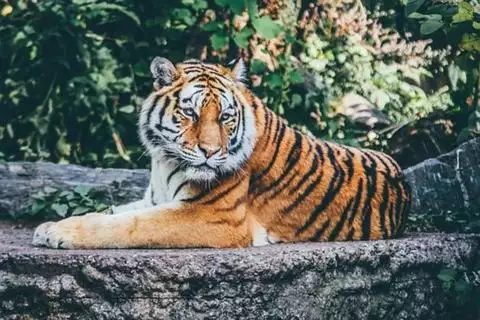 1、屬虎人另一半何時出現:屬虎人命中註定的另一半
