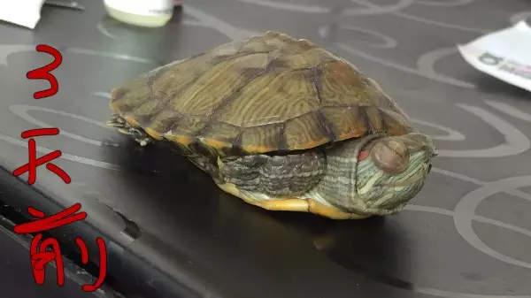 小烏龜去世了怎樣埋葬：小烏龜死了，怎麼埋葬