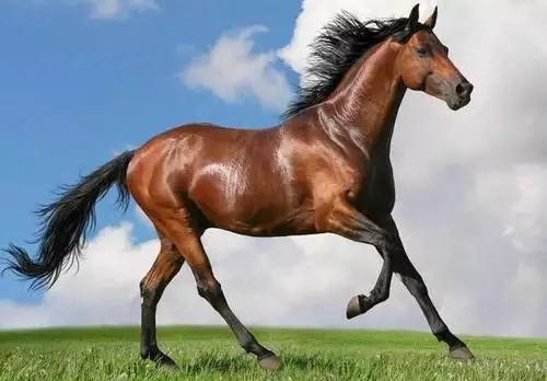 1、屬馬的男和屬馬女婚配:男子屬馬的和什麼屬相最配、女性屬馬的屬相婚配表