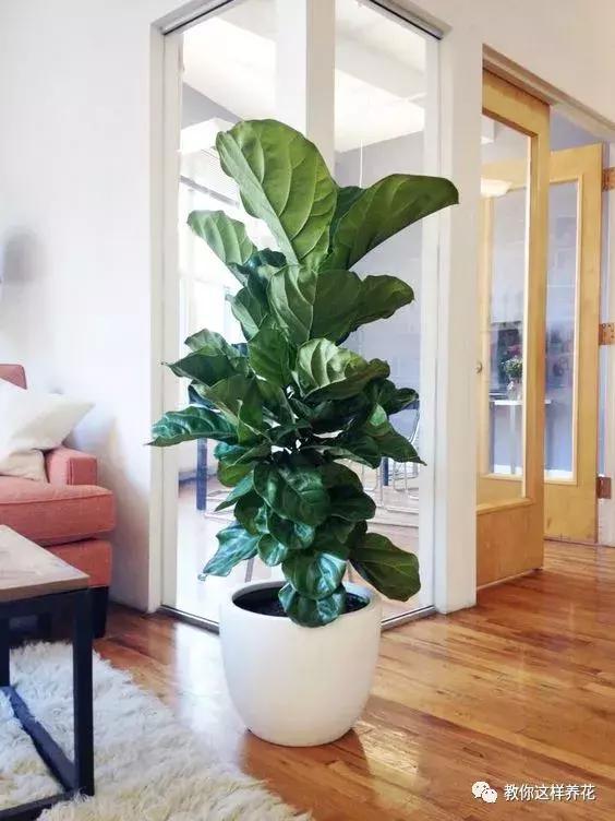 3、辦公室什麼植物招財聚氣:辦公室養什麼花啊，機旺財又好養