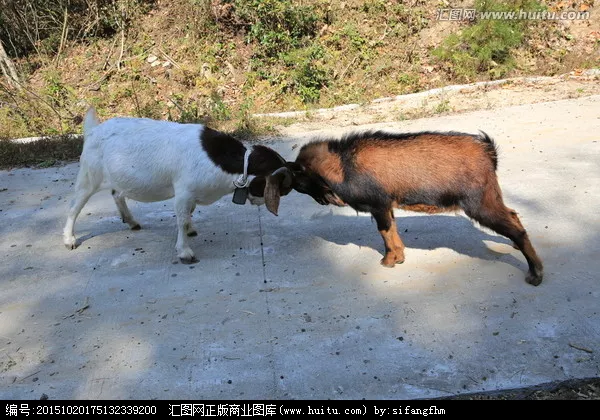 4、72年的鼠和79的羊婚配好嗎:79年屬羊女和72年屬鼠男適合娶親嗎？