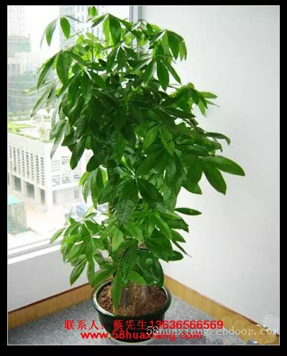 1、發財樹多少錢一盆:我想買盆發財樹大概多少錢？大一點的啊！