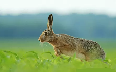 3、63年屬兔的財運:年出生屬兔的運勢如何?