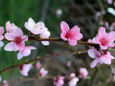 5、測正緣桃花什麼時候出現:正緣何時出現?有什麼特徵?