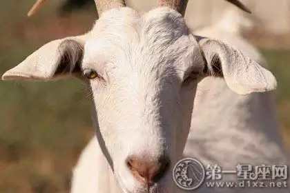 4、男屬鼠女屬羊能婚配嗎:男屬鼠女屬羊能娶親嗎