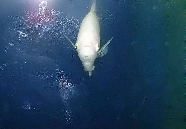 . 我昨晚夢見兩條大魚，一條是白蓮魚，一條是草魚，活蹦亂跳的。是什麼意思啊？