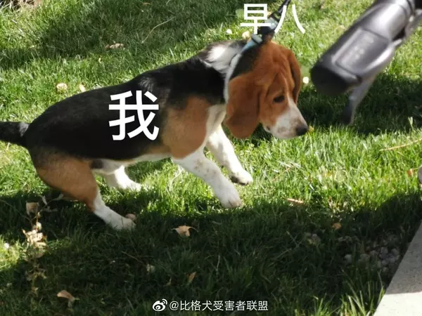 1、77年羊與82年狗婚配怎麼樣:79年的羊和82年狗配婚可好