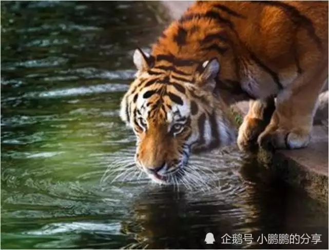 3、屬虎的今年虛歲多大年齡:屬虎的今年多大