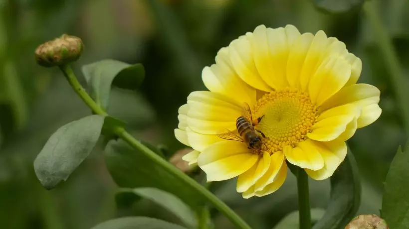 屬兔的幸運花和旺財花：屬兔的養什麼花旺財