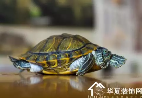6、喜歡養烏龜的女人心理:女生養烏龜什麼意思
