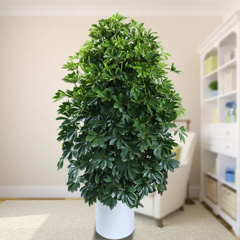4、辦公室適合養的大型綠植:室內喜陰大型植物有哪些
