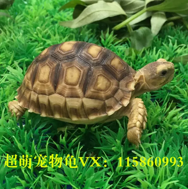 烏龜生病死了屬於風水問題嗎：養烏龜死了會影響風水嗎