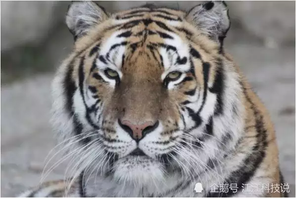 2、屬虎的分別是几几年的:屬虎的分別是幾歲