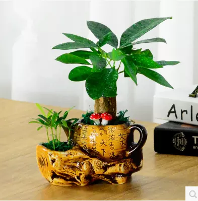 1、招財盆栽植物圖片:聚財風水植物都有哪些