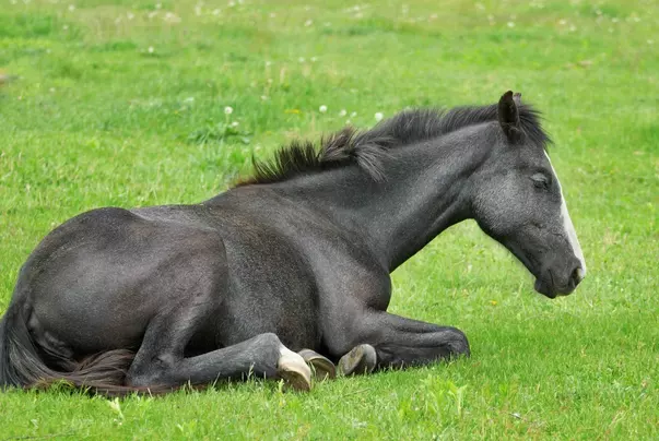 3、年的馬45歲后的財運:屬馬年43走大運