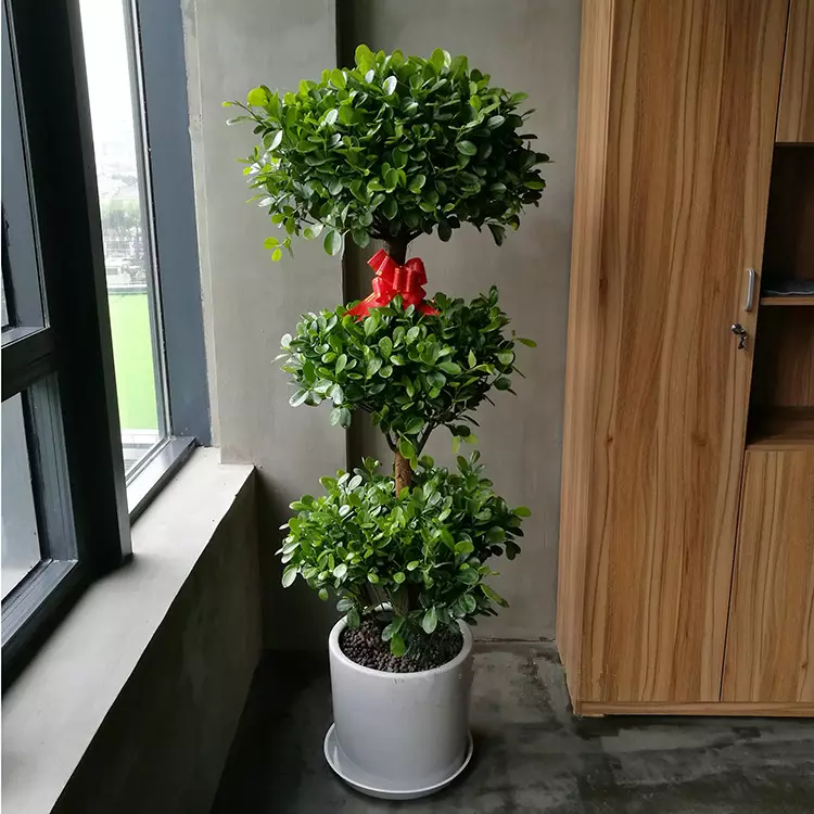 1、店裡招財的植物有哪些:店鋪養什麼植物最旺財
