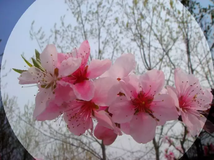 什麼樣的女人桃花運旺：女生桃花運旺 是好事還是壞事