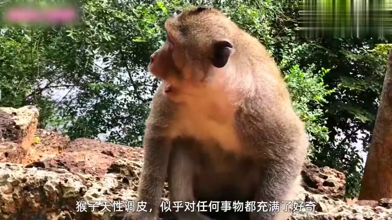 2、猴爸爸和兔寶寶合不合:屬猴，母親屬牛，生虎寶寶好還是兔寶寶好？