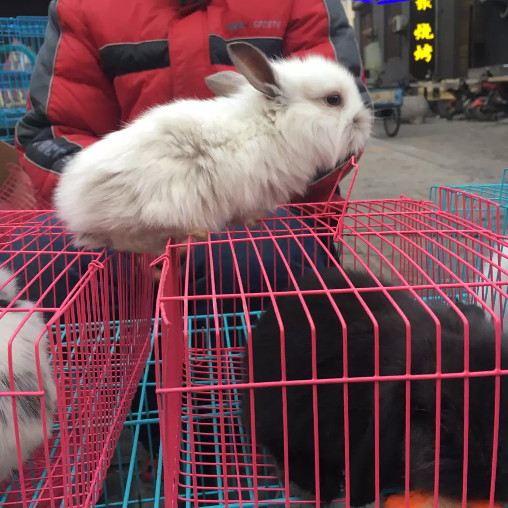2、我的兔子現在已有1歲了，相當人類年齡的多少歲？現在我的兔子還能活多久？