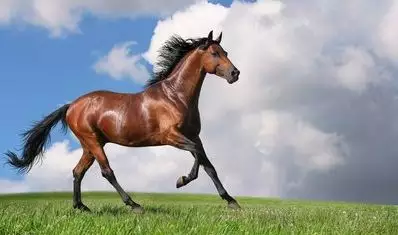 2、今年78年的馬運勢:年的馬在年的運勢