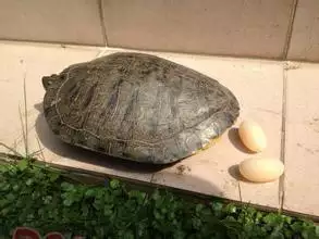 烏龜窒息死了怎麼急救：我的烏龜奄奄一息.快死了.我該怎麼救他