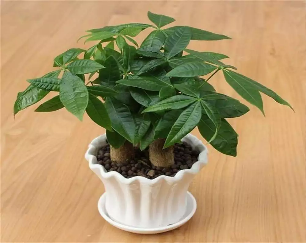 2、招財手樹怎麼能生根:手怎麼種植方法