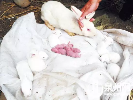 2、我和老公屬馬，孩子屬猴，想明年再生一個虎寶寶，聽說猴和虎相剋，請問可以生嗎？